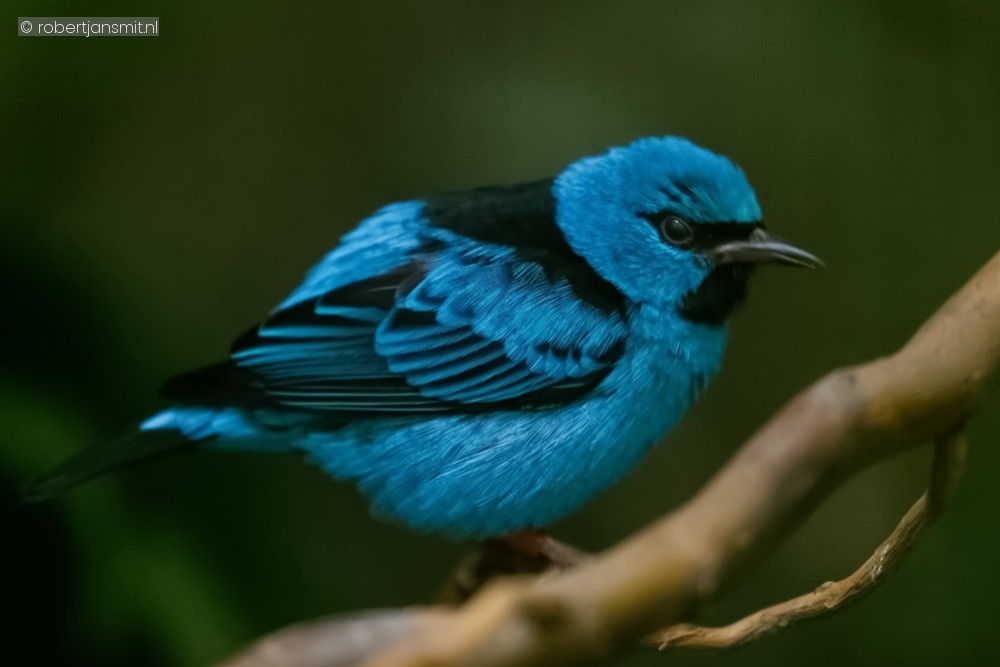 Foto van Blauwe pitpit (Dacnis cayana) in Zoo Antwerpen België