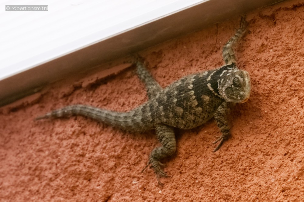 Foto van Blauwe stekelleguaan (Sceloporus cyanogenys) in Zoo Antwerpen België