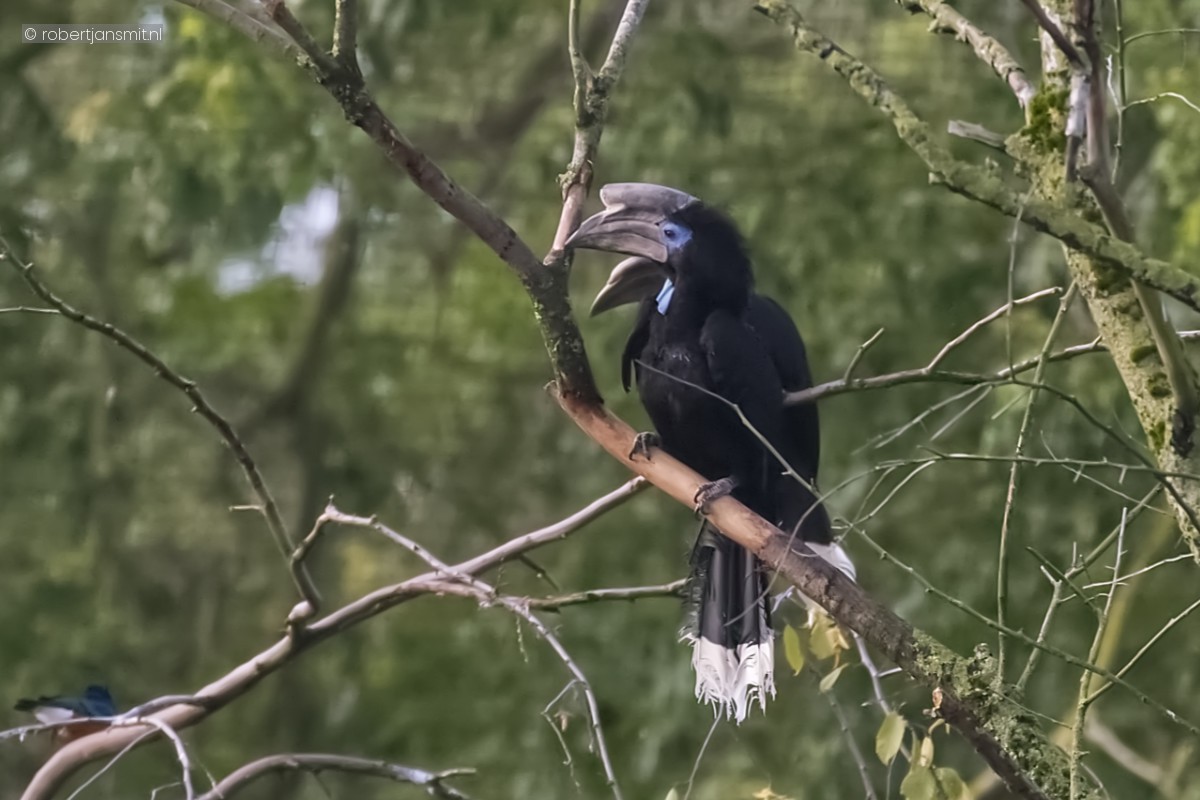 Foto van Blauwkeelneushoornvogel (Ceratogymna atrata) in Avifauna Alphen a/d Rijn
