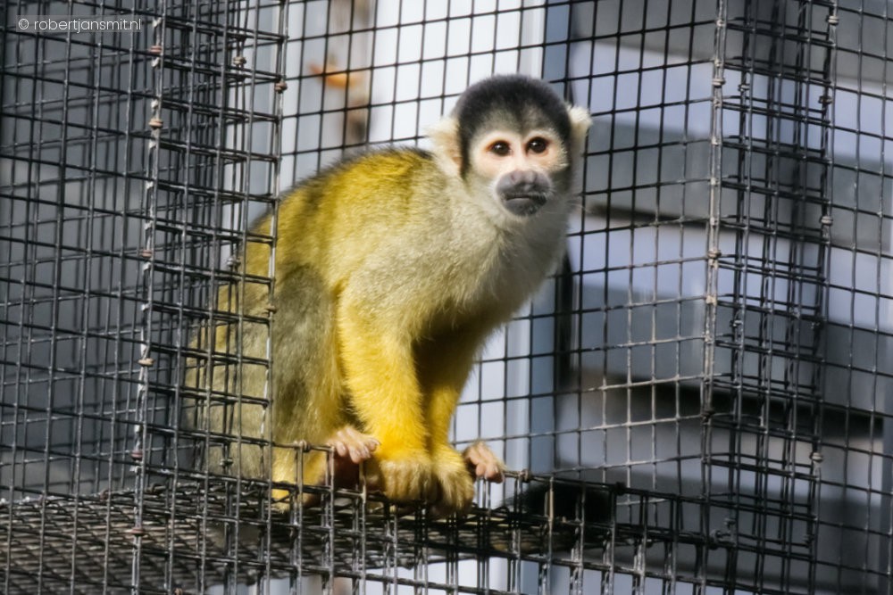 Foto van Boliviaans doodshoofdaapje (Saimiri boliviensis) in Ouwehands Dierenpark Rhenen