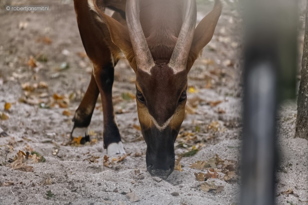 Foto van Roodbruine bongo (Tragelaphus eurycerus) in Ouwehands Dierenpark Rhenen