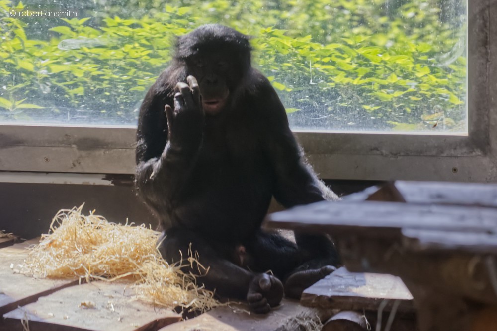Foto van Bonobo (Pan paniscus) in Ouwehands Dierenpark Rhenen