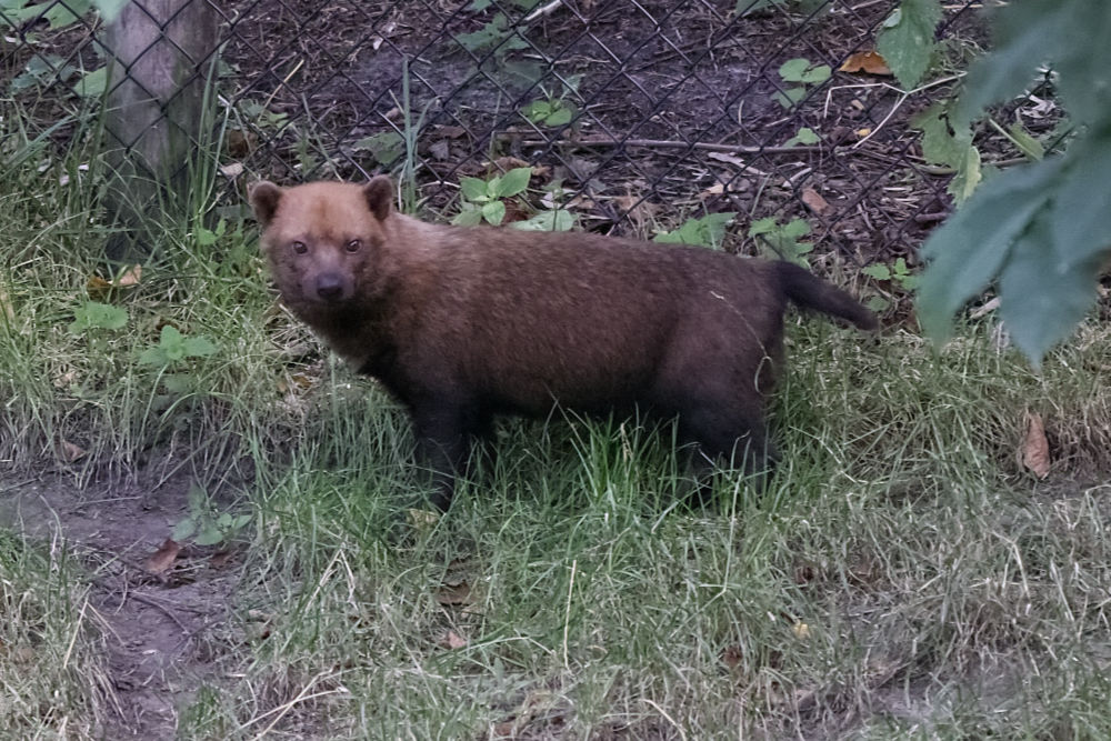 Foto van Boshond (Speothos venaticus) in ZooParc Overloon