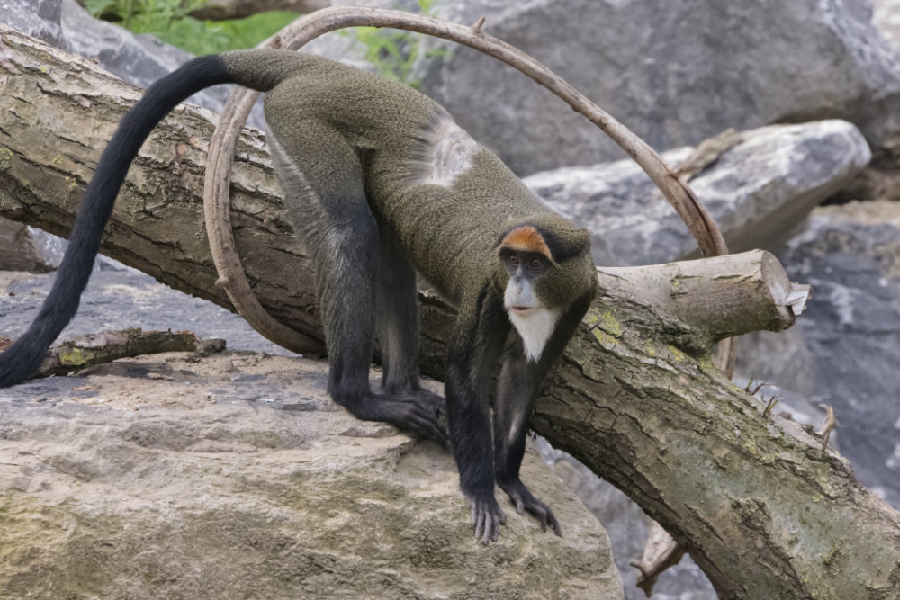 Foto van Brazzameerkat (Cercopithecus neglectus) in ZooParc Overloon