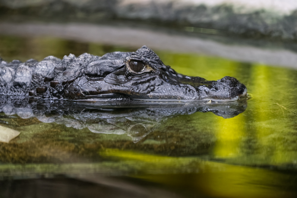 Foto van Brilkaaiman (Caiman crocodilus) in ZooParc Overloon