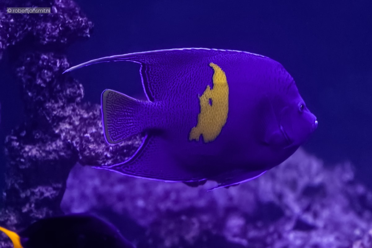 Foto van Bruid van de zee (Pomacanthus maculosus) in Blijdorp Rotterdam