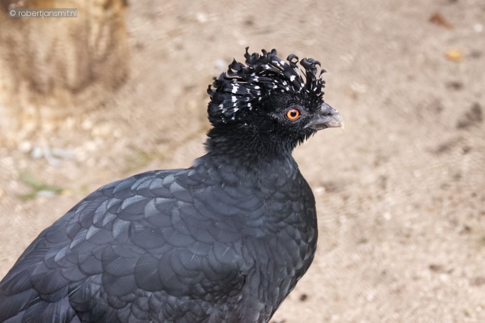 Foto van Bruine Hokko (Crax globulosa) in Zoo Antwerpen België