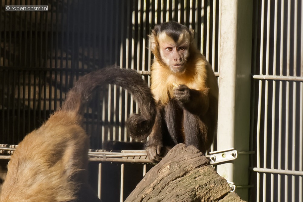 Foto van Bruine Kapucijnaap (Sapajus apella) in Best Zoo, Best