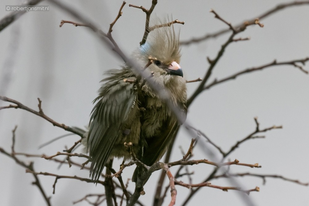 Foto van Bruine muisvogel (Colius striatus) in Zoo Antwerpen België