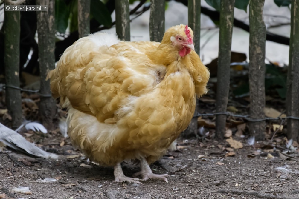 Foto van Buff Orpington () in Best Zoo, Best