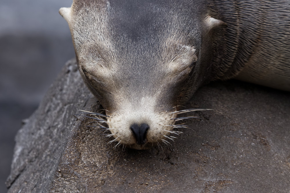 Californische zeeleeuw 