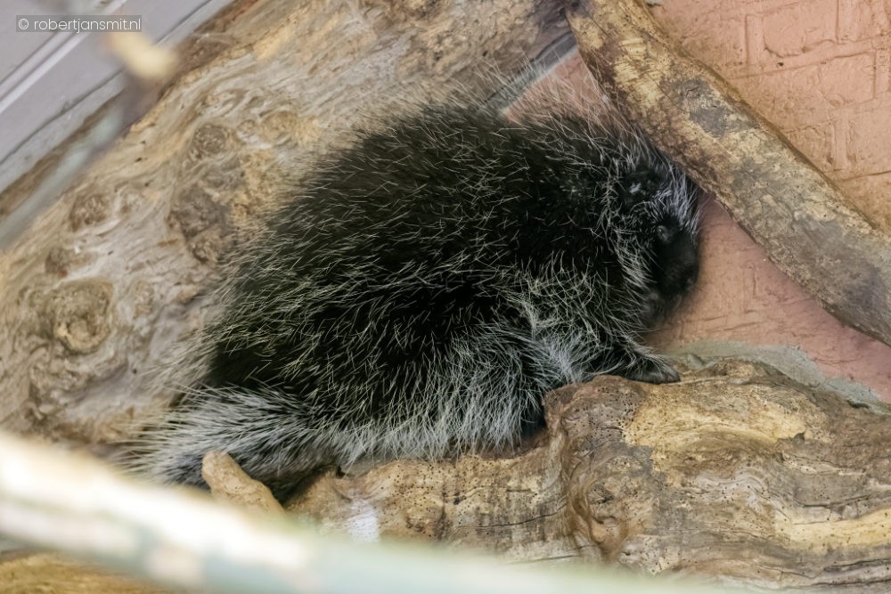 Foto van Oerzon (Erethizon dorsatum) in Zoo Antwerpen België
