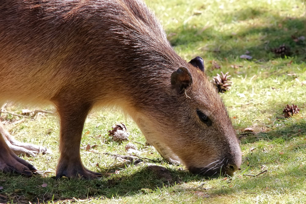 Capibara 