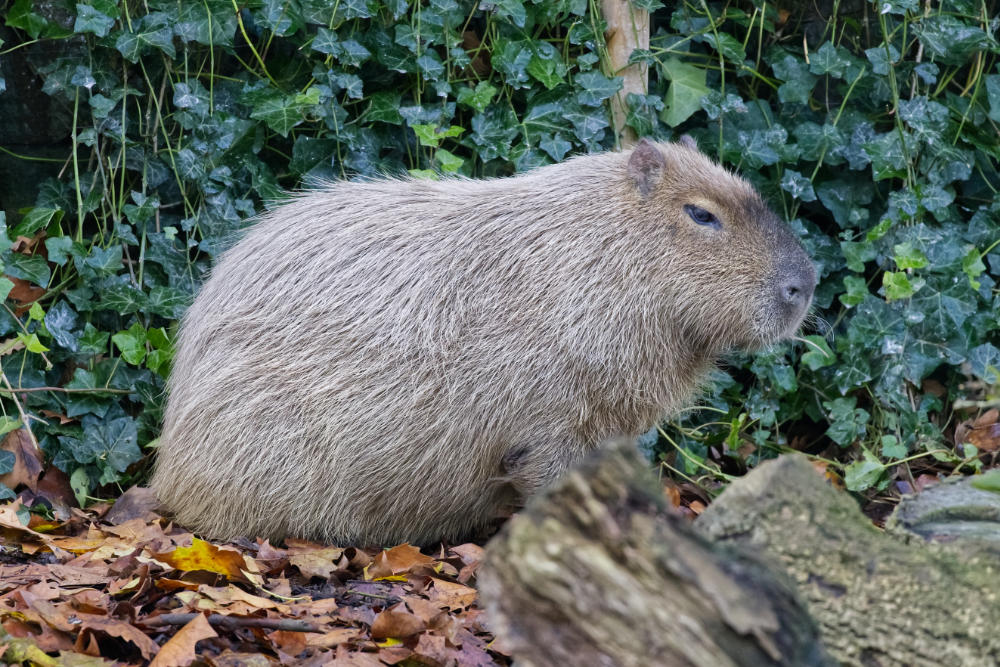 Capibara 