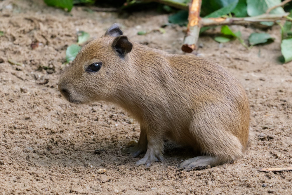 Capibara 