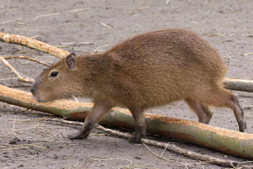 Capibara 