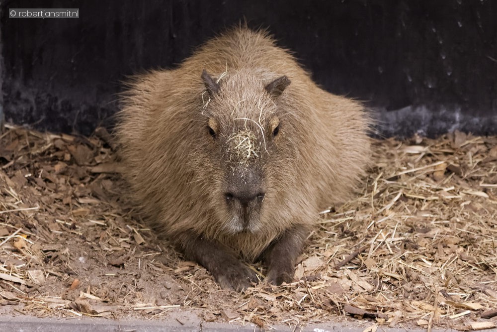 Foto van Capibara (Hydrochoerus hydrochaeris) in ZooParc Overloon