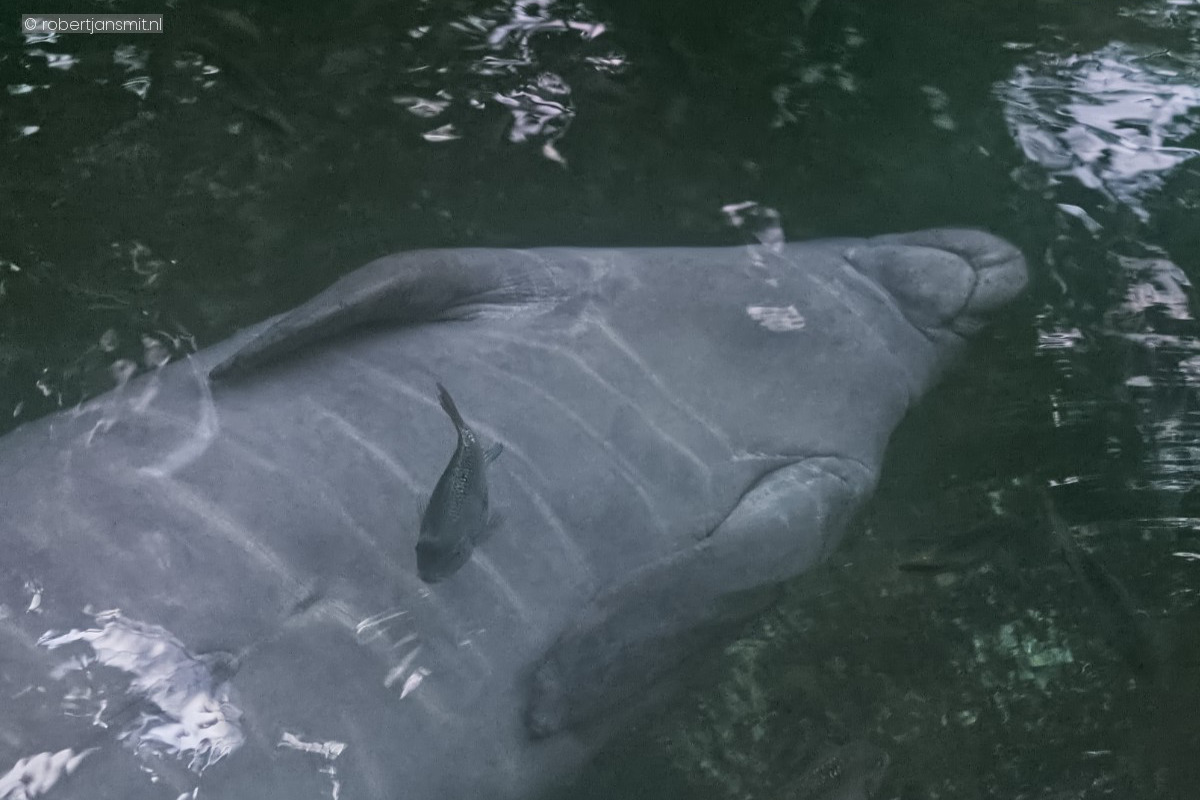 Foto van Caribische Zeekoe (Trichechus manatus) in Burgers Zoo Arnhem