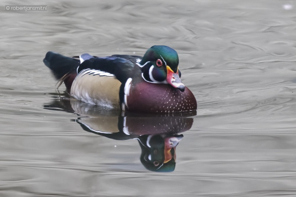 Foto van Carolina eend (Aix sponsa) in Ouwehands Dierenpark Rhenen