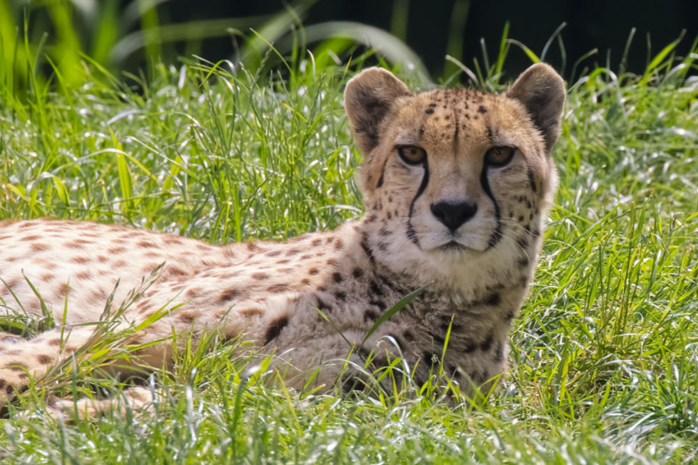 Cheeta 