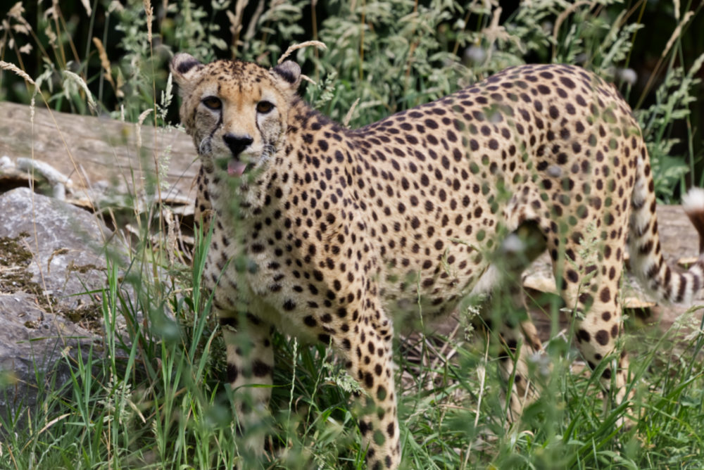 Cheeta 