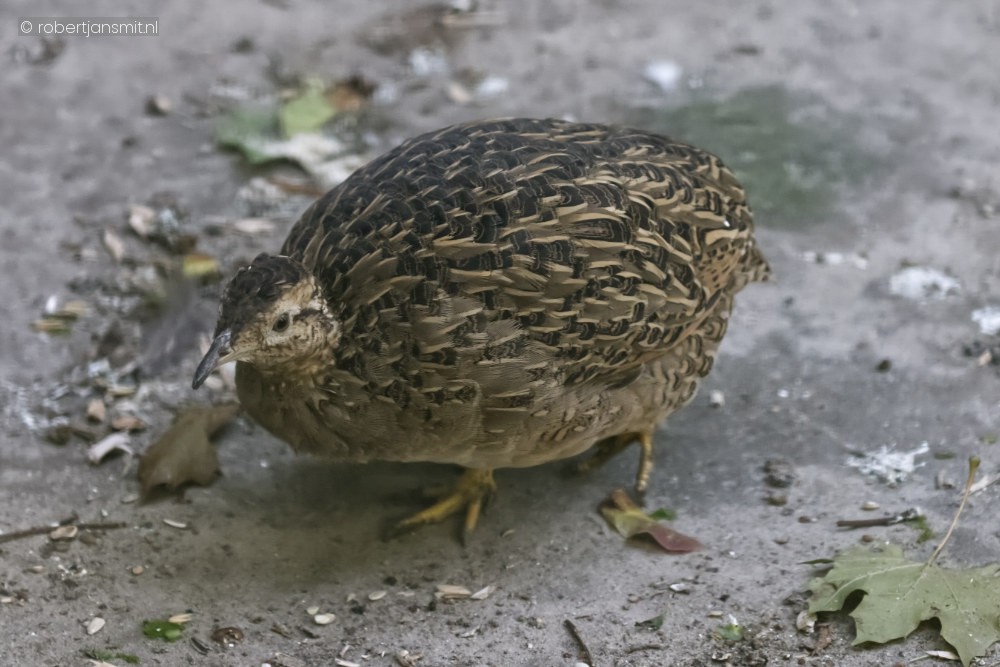 Foto van Chileense tinamoe (Nothoprocta perdicaria) in Best Zoo, Best