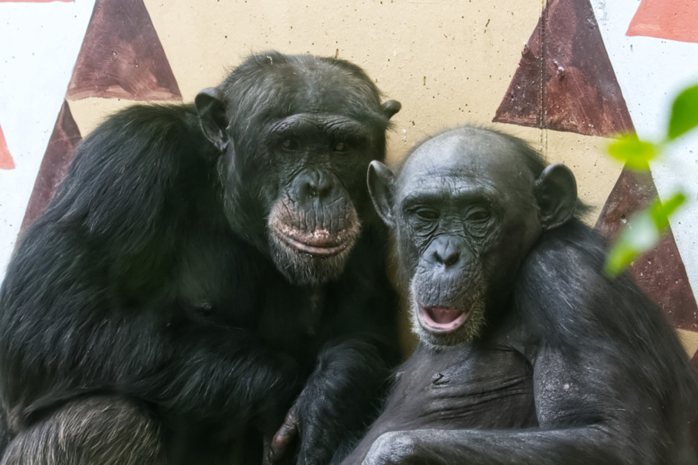 Chimpansee 