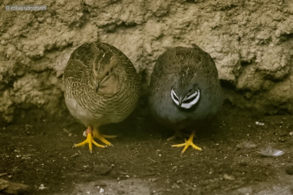 Foto van Chinese dwergkwartel (Synoicus chinensis) in Zoo Antwerpen België