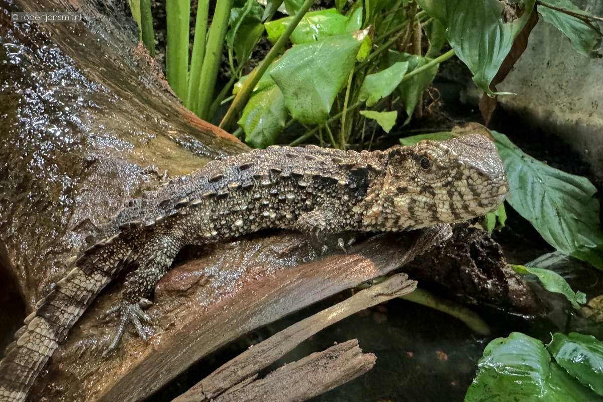 Foto van Chinese krokodilstaarthagedis (Shinisaurus crocodilurus) in Dierenpark Amersfoort