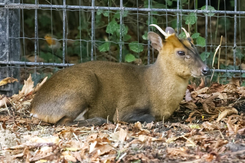 Foto van Chinese muntjaks (Muntiacus reevesi) in Zoo Antwerpen België