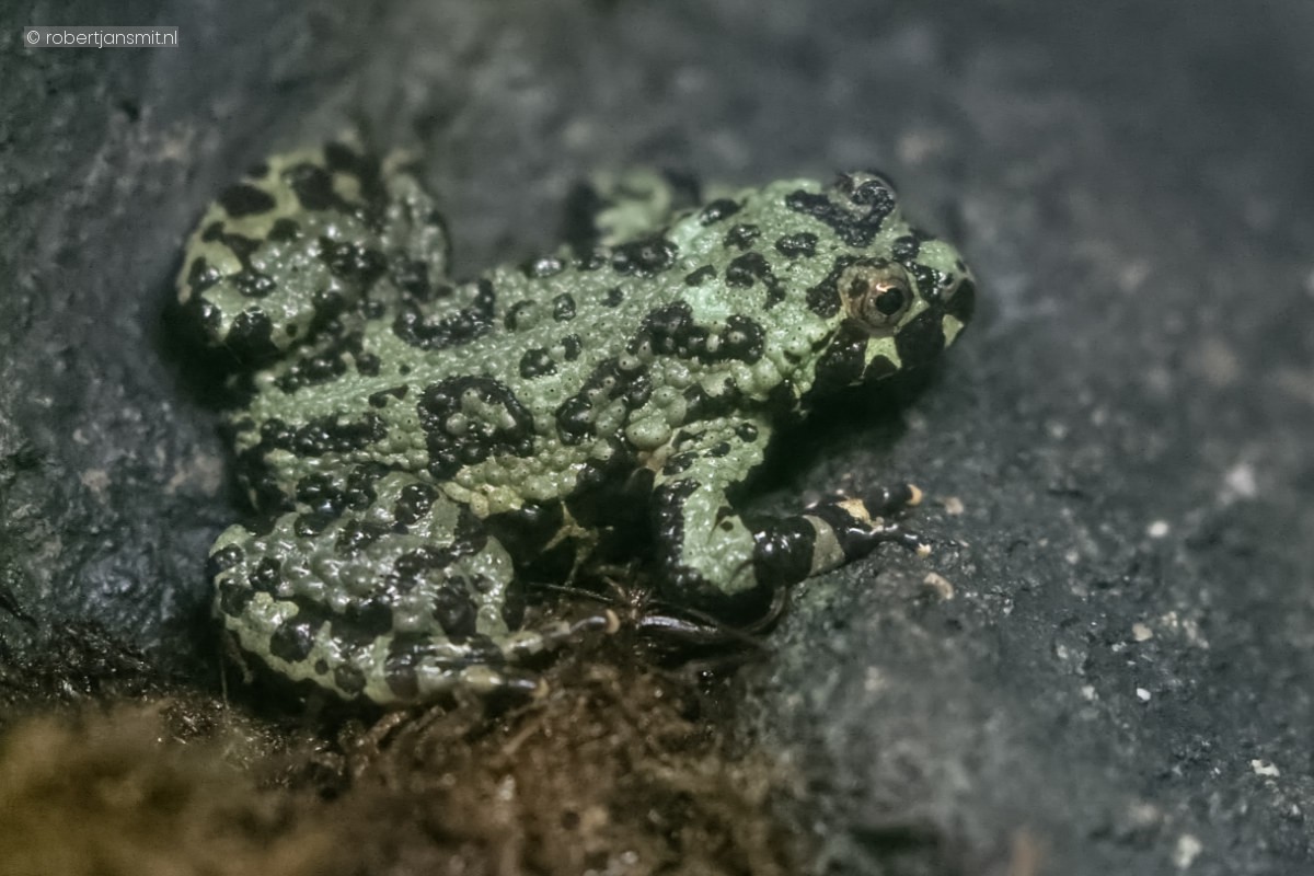 Foto van Chinese vuurbuikpad (Bombina orientalis) in Artis Amsterdam
