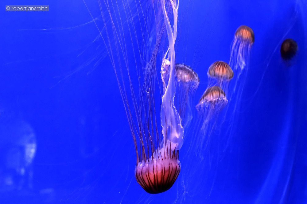 Foto van Chrysaora melanaster () in Pairi Daiza België