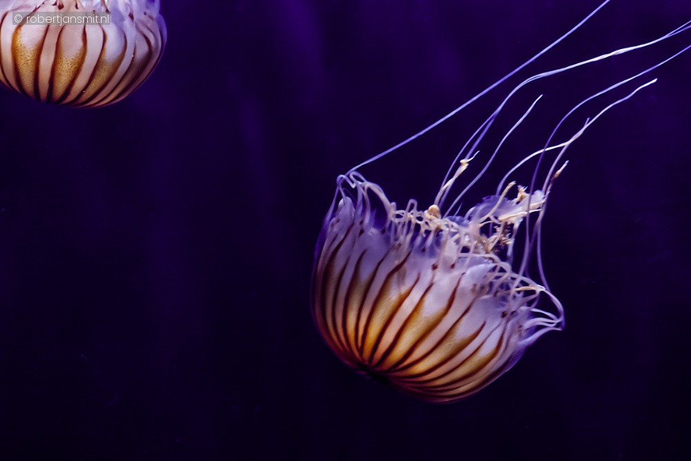 Foto van Chrysaora melanaster () in Zoo Duisburg Duitsland
