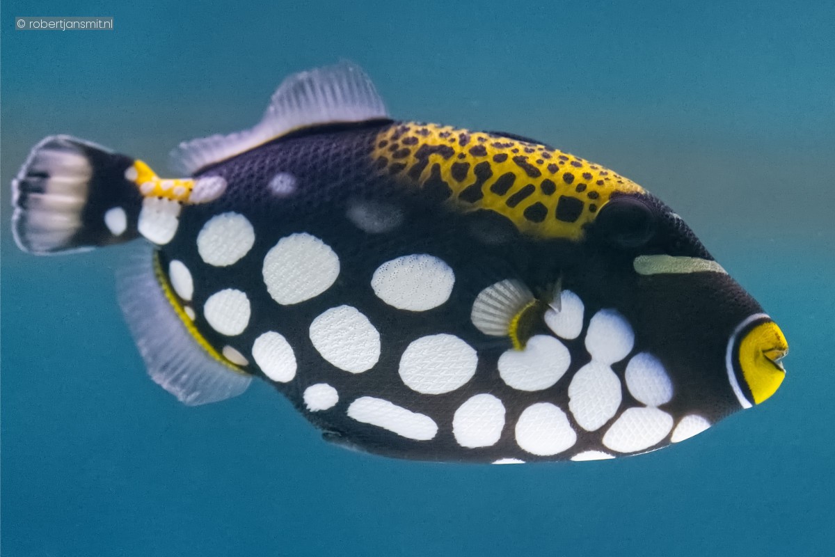 Foto van clown-trekkervis (Balistoides conspicillum) in Artis Amsterdam