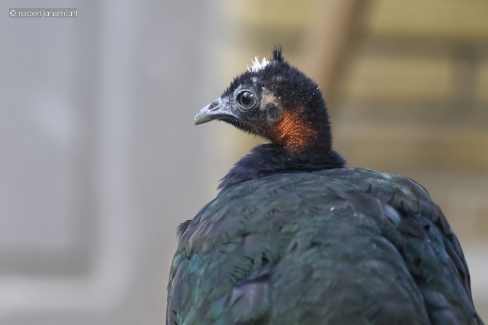 Foto van Congopauw (Afropavo congensis) in Zoo Antwerpen België