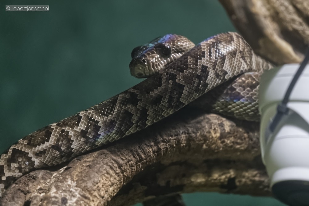 Foto van Cubaanse Boa (Tropidophis melanurus) in Ouwehands Dierenpark Rhenen