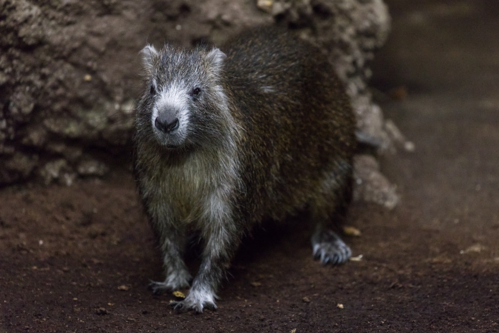 Cubaanse Hutia 