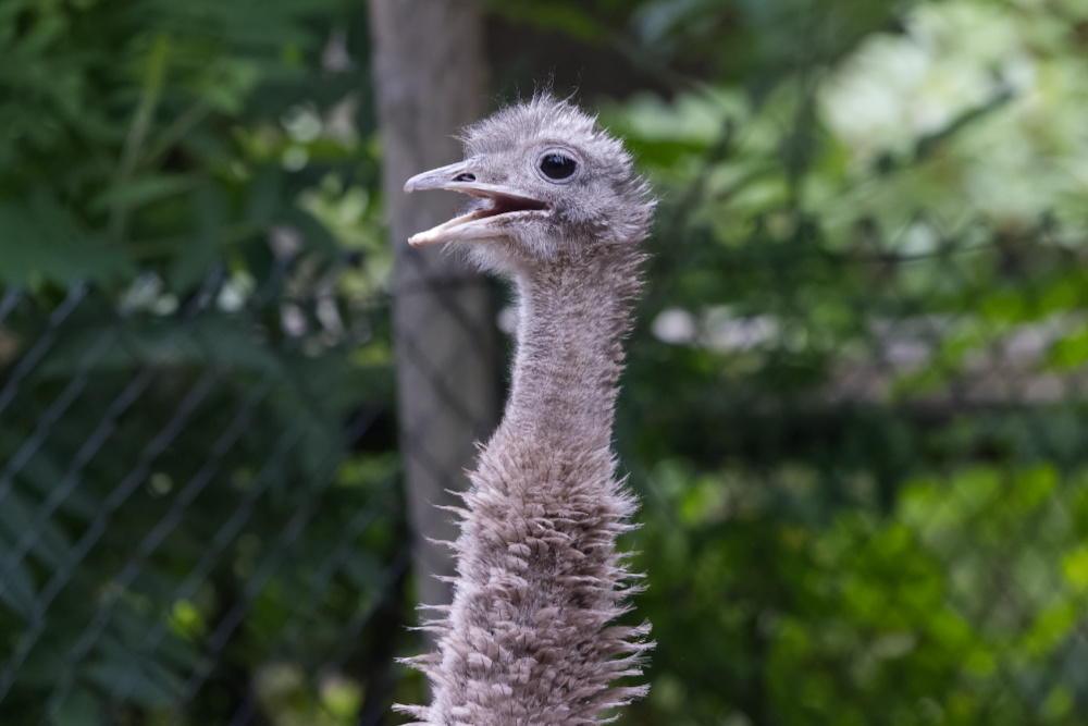 Foto van Darwins nandoe (Rhea pennata) in ZooParc Overloon