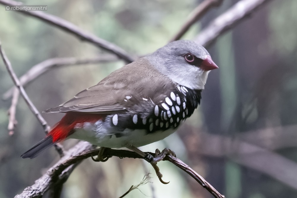 Foto van Diamantastrild (Emblema guttata) in Zoo Antwerpen België
