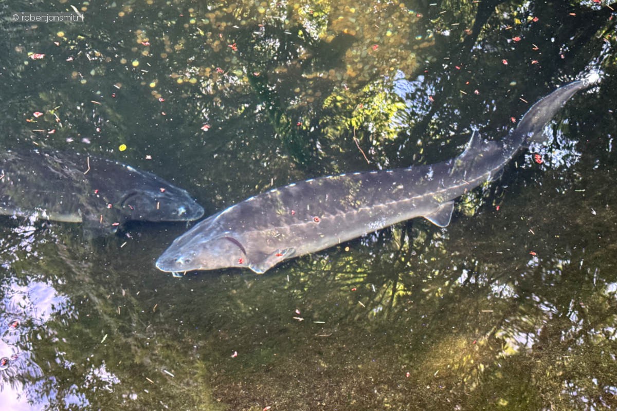 Foto van Diamantsteur (Acipenser gueldenstaedtii) in Dierenpark Amersfoort