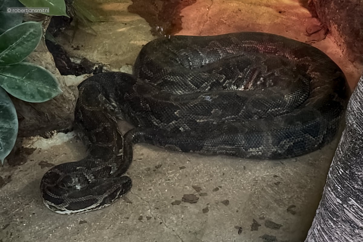 Foto van Donkere tijgerpython (Python bivittatus) in Blijdorp Rotterdam