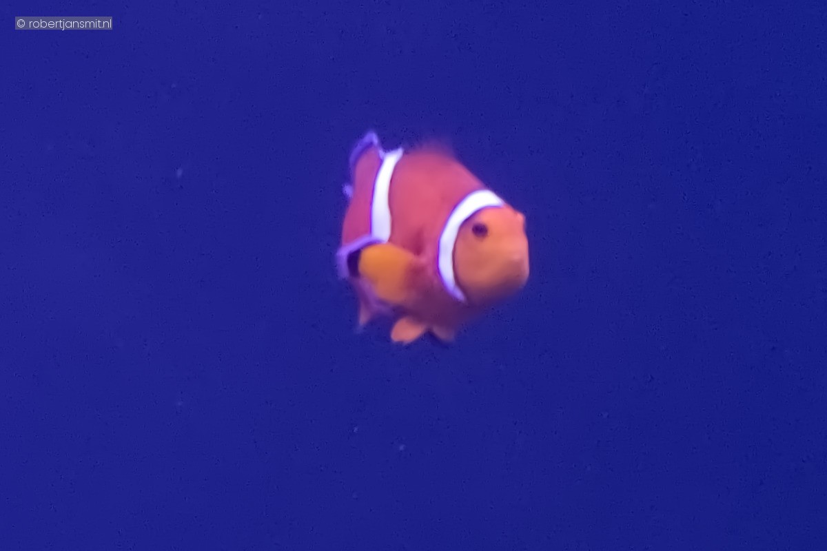 Foto van Driebandanemoonvis (Amphiprion ocellaris) in Blijdorp Rotterdam