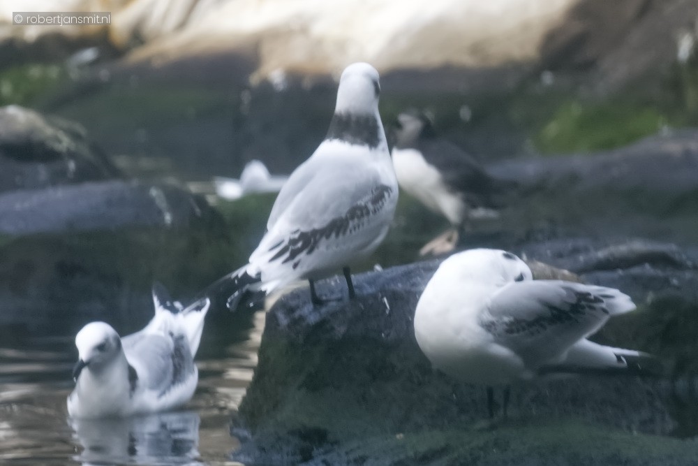 Foto van Drieteenmeeuw (Rissa tridactyla) in Blijdorp Rotterdam