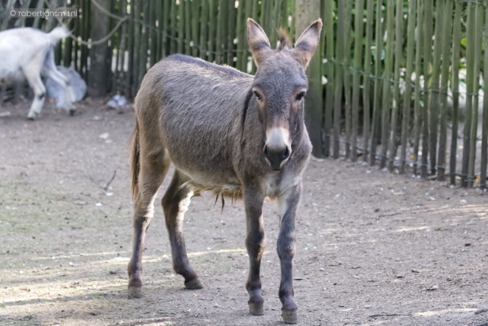 Foto van Dwerg ezel () in Best Zoo, Best