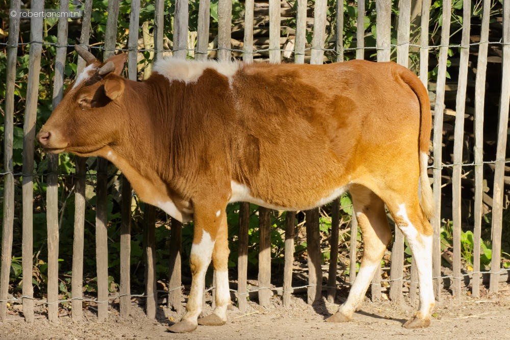 Foto van Dwerg zeboe () in Best Zoo, Best