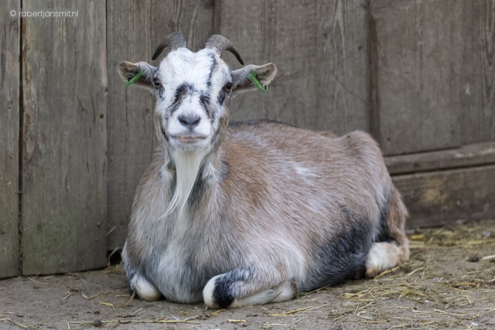 Foto van Dwerggeit () in Best Zoo, Best