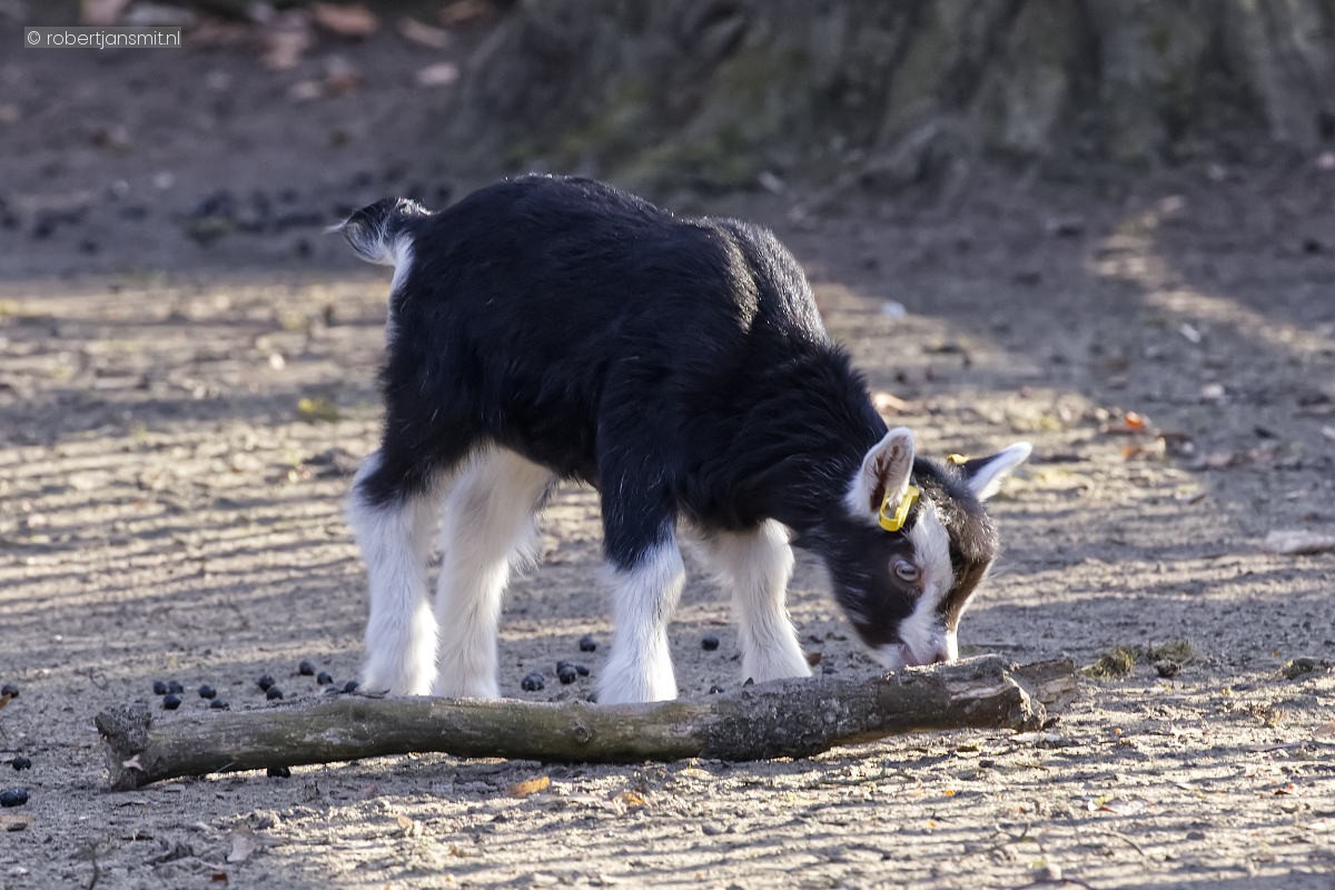 Foto van Dwerggeit () in Tierpark Berlin