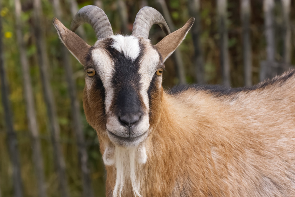 Foto van Dwerggeit () in ZooParc Overloon