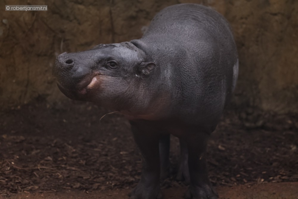 Foto van Dwergnijlpaard (Hexaprotodon liberiensis) in ZooParc Overloon