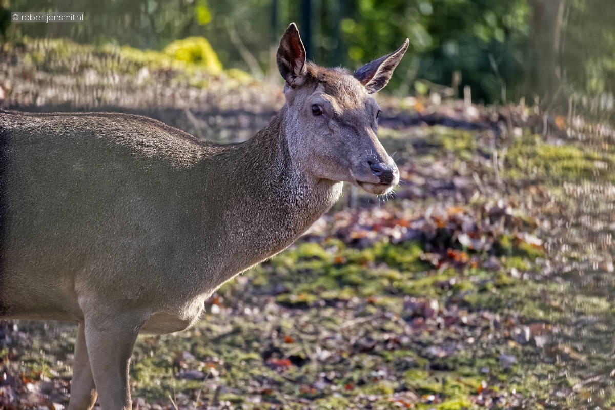 Foto van Edelhert (Cervus elaphus) in Tierpark Berlin